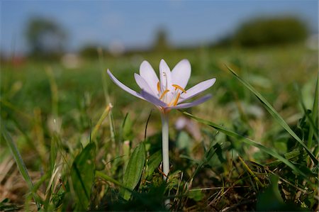 simsearch:600-06486334,k - Close-up of Autumn Crocus (Colchicum autumnale) in Meadow, Bavaria, Germany Stock Photo - Premium Royalty-Free, Code: 600-06486331