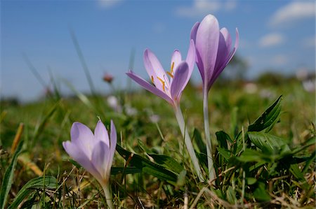 simsearch:600-06486334,k - Close-up of Autumn Crocuses (Colchicum autumnale) in Meadow, Bavaria, Germany Stock Photo - Premium Royalty-Free, Code: 600-06486332