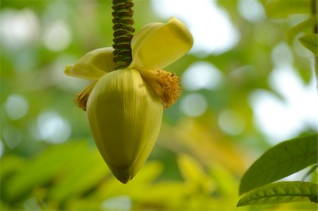 Close-up of Banana Flower (Musa), Bavaria, Germany Stock Photo - Premium Royalty-Free, Code: 600-06486347