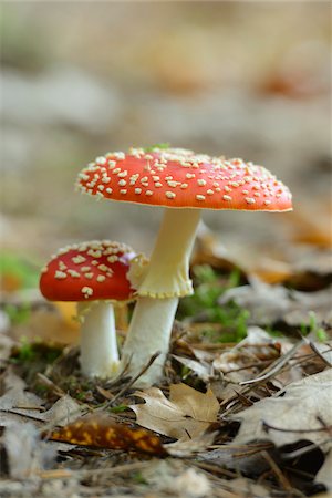 simsearch:600-06486334,k - Close-up of Fly Agaric (Amanita muscaria) on Forest Floor, Neumarkt, Upper Palatinate, Bavaria, Germany Stock Photo - Premium Royalty-Free, Code: 600-06486340