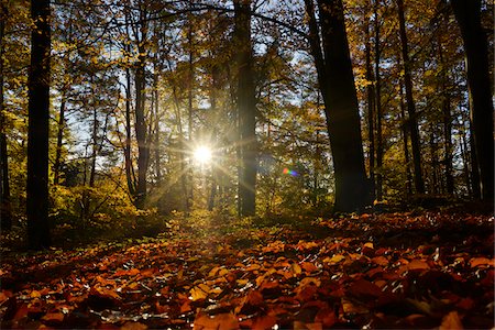 seasons for trees - Sun Rays through European Beech (Fagus sylvatica) Forest in Autumn, Upper Palatinate, Bavaria, Germany Stock Photo - Premium Royalty-Free, Code: 600-06486342