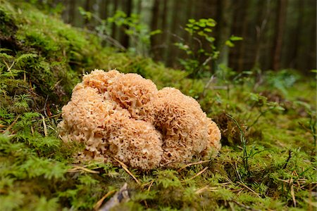 simsearch:600-06486334,k - Cauliflower Mushroom (Sparassis crispa) on Forest Floor, Bavaria, Germany Stock Photo - Premium Royalty-Free, Code: 600-06486357