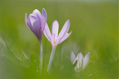 purple flower - Close-up of Autumn Crocuses (Colchicum autumnale) in Meadow, Bavaria, Germany Stock Photo - Premium Royalty-Free, Code: 600-06486358