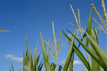 Close-up of Cornfield (Zea mays) and Blue Sky, Upper Palatinate, Bavaria, Germany Stockbilder - Premium RF Lizenzfrei, Bildnummer: 600-06486350