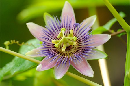 purple flower - Close-up of Blue Passion Flower (Passiflora caerulea), Bavaria, Germany Stock Photo - Premium Royalty-Free, Code: 600-06486364