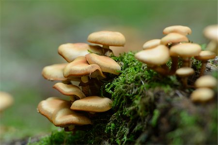 simsearch:600-06486334,k - Honey Fungus, Armillaria mellea Growing on Forest Floor, Bavaria, Germany Stock Photo - Premium Royalty-Free, Code: 600-06486360