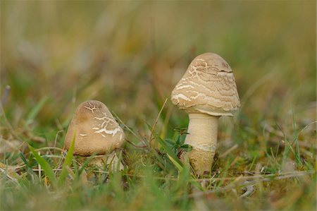 simsearch:600-06486334,k - Close-up of Parasol Mushrooms (Macrolepiota procera) in Grass, Neumarkt, Upper Palatinate, Bavaria, Germany Stock Photo - Premium Royalty-Free, Code: 600-06486363