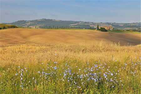 simsearch:700-07674836,k - Fields in Countryside in Summer, San Quirico d'Orcia, Val d'Orcia, Province of Siena, Tuscany, Italy Stock Photo - Premium Royalty-Free, Code: 600-06486634