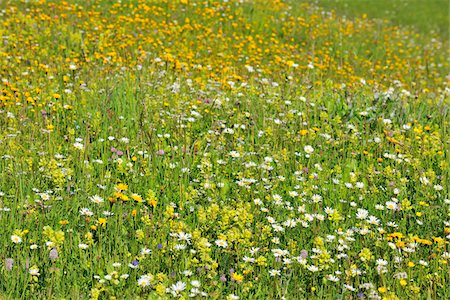 Alpine Flower Meadow in the Spring, Arabba, Passo Pordoi, Province of Belluno, Veneto, Dolomites, Italy Photographie de stock - Premium Libres de Droits, Code: 600-06512904