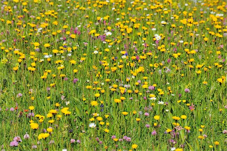 Alpine Flower Meadow in the Spring, Arabba, Passo Pordoi, Province of Belluno, Veneto, Dolomites, Italy Photographie de stock - Premium Libres de Droits, Code: 600-06512905