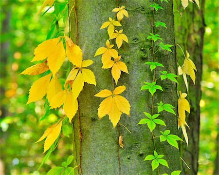 Virginia Creeper in Autumn, Wertheim, Baden-Wurttemberg, Germany Stock Photo - Premium Royalty-Free, Code: 600-06512941