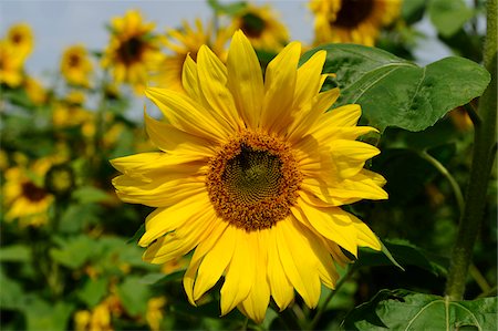 simsearch:600-06773257,k - Blossom of a sunflower (Helianthus annuus) in a field, Bavaria, Germany Stock Photo - Premium Royalty-Free, Code: 600-06576197