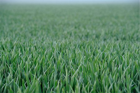 simsearch:600-06505706,k - Landscape of a Wheat (Triticum) field in early summer, Upper Palatinate, Bavaria, Germany. Stock Photo - Premium Royalty-Free, Code: 600-06576193