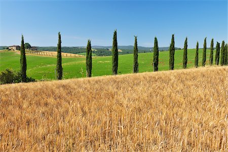 simsearch:700-07674836,k - Tuscany Countryside in the Summer, Monteroni d'Arbia, Siena Province, Tuscany, Italy Stock Photo - Premium Royalty-Free, Code: 600-06576206