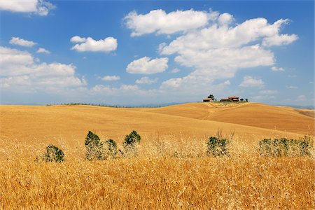 simsearch:700-07674836,k - Tuscany Countryside in the Summer, Monteroni d'Arbia, Siena Province, Tuscany, Italy Stock Photo - Premium Royalty-Free, Code: 600-06576208