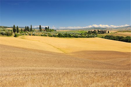 simsearch:600-06758329,k - Tuscany Countryside with Wheat Field, in the Summer, Siena Province, Tuscany, Italy Stock Photo - Premium Royalty-Free, Code: 600-06576202