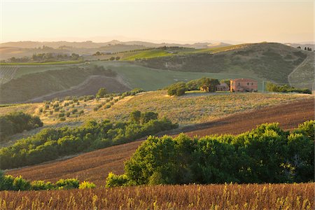 simsearch:700-07674836,k - Tuscany Countryside in the Summer, Montalcino, Siena Province, Tuscany, Italy Photographie de stock - Premium Libres de Droits, Code: 600-06576203