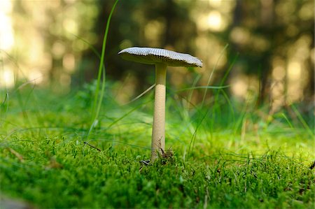 simsearch:600-06486334,k - Close-up of  tawny grisette (Amanita fulva) on Forest Floor in Autumn, Upper palatinate, Bavaria, Germany. Stock Photo - Premium Royalty-Free, Code: 600-06576239