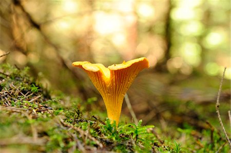 simsearch:600-06486334,k - Golden chanterelle (Cantharellus cibarius) growing out of the moss in autumn, Upper Palatinate, Bavaria, Germany. Stock Photo - Premium Royalty-Free, Code: 600-06576242