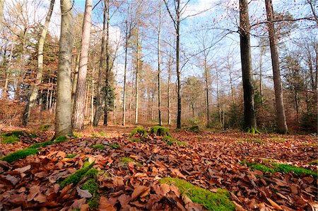 simsearch:600-06486334,k - Landscape of a mixed forest in autumn, Bavaria, Germany. Stock Photo - Premium Royalty-Free, Code: 600-06576254