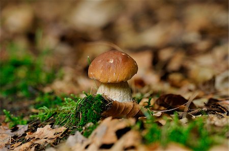 simsearch:600-06486334,k - Close-up of Penny Bun (Boletus edulis) on Forest Floor in Autumn, Upper Palatinate, Bavaria, Germany. Stock Photo - Premium Royalty-Free, Code: 600-06576256