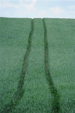 simsearch:600-06505706,k - Landscape of a Wheat (Triticum) with truck trails in early summer, Upper Palatinate, Bavaria, Germany. Stock Photo - Premium Royalty-Free, Code: 600-06576250