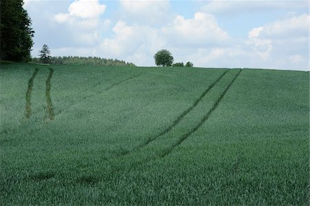 simsearch:600-06505706,k - Landscape of a Wheat (Triticum) with truck trails in early summer, Upper Palatinate, Bavaria, Germany. Stock Photo - Premium Royalty-Free, Code: 600-06576251