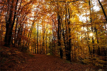 simsearch:600-06486334,k - Landscape of a European Beech or Common Beech (Fagus sylvatica) forest in autumn, Bavaria, Germany Stock Photo - Premium Royalty-Free, Code: 600-06571146