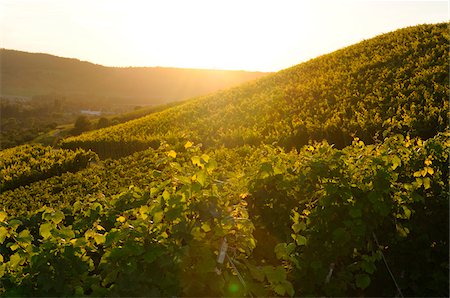 Landscape of a vineyard in in early autumn, Baden-Wuerttemberg, Germany Stock Photo - Premium Royalty-Free, Code: 600-06626848