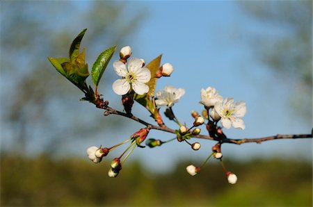 european cherry trees branches - Close-up of cherry (Prunus avium) blossoms in a garden in spring, Bavaria, Germany Foto de stock - Sin royalties Premium, Código: 600-06626852