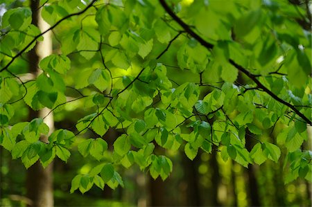 European Beech or Common Beech (Fagus sylvatica) forest in early summer, Bavaria, Germany. Stock Photo - Premium Royalty-Free, Code: 600-06620924