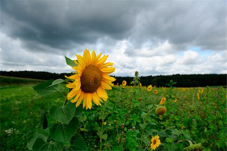 simsearch:600-06773257,k - Blossom of a sunflower (Helianthus annuus), Bavaria, Germany. Stock Photo - Premium Royalty-Free, Code: 600-06620974