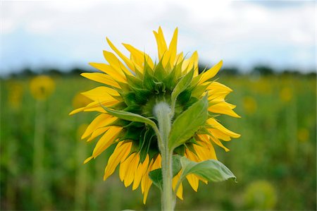 simsearch:600-06773257,k - Blossom of a sunflower (Helianthus annuus), Bavaria, Germany. Stock Photo - Premium Royalty-Free, Code: 600-06620976