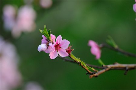 Close-up of peach (Prunus persica) blossoms in a garden in spring, Austria Stock Photo - Premium Royalty-Free, Code: 600-06620986