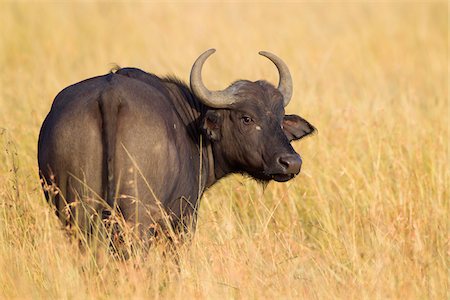 African buffalo (Syncerus caffer) in savanna, Maasai Mara National Reserve, Kenya, Africa. Stock Photo - Premium Royalty-Free, Code: 600-06645833