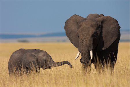 African Bush Elephant (Loxodonta africana) Mother with Calf, Maasai Mara National Reserve, Kenya, Africa Stock Photo - Premium Royalty-Free, Code: 600-06669629