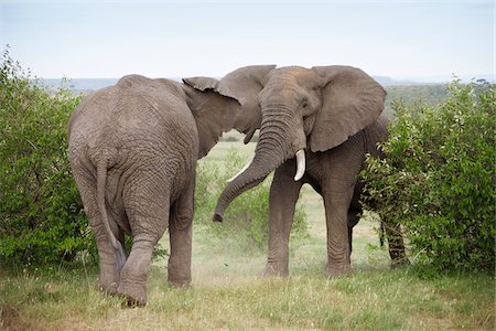 African Bush Elephant (Loxodonta africana) Bulls Fighting, Maasai Mara National Reserve, Kenya, Africa Photographie de stock - Premium Libres de Droits, Code: 600-06669651