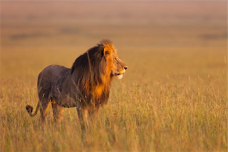 simsearch:600-06671732,k - Big male lion (Panthera leo) in early morning light, Maasai Mara National Reserve, Kenya Stock Photo - Premium Royalty-Free, Code: 600-06671715