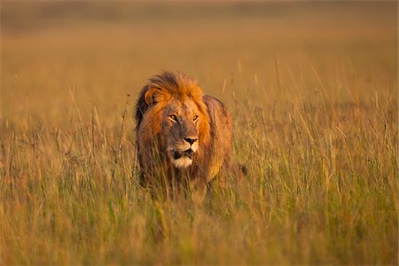 predator - Big male lion (Panthera leo) in early morning light, Maasai Mara National Reserve, Kenya Stock Photo - Premium Royalty-Free, Code: 600-06671718