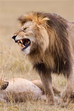 African lion (Panthera leo), Maasai Mara National Reserve, Kenya Stock Photo - Premium Royalty-Free, Code: 600-06671713