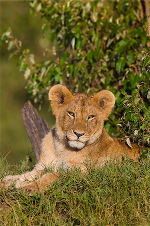 simsearch:600-06671732,k - Young lion (Panthera leo), Maasai Mara National Reserve, Kenya Stock Photo - Premium Royalty-Free, Code: 600-06671724
