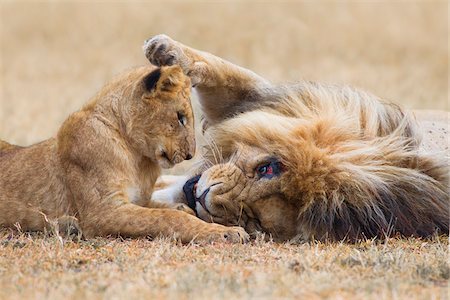 simsearch:600-06671732,k - Male lion (Panthera leo) with cub, Maasai Mara National Reserve, Kenya Stock Photo - Premium Royalty-Free, Code: 600-06671728