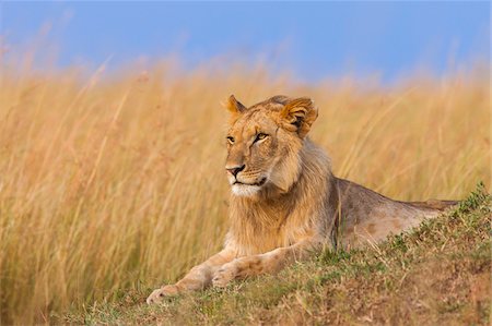 simsearch:600-06671732,k - Young male lion (Panthera leo), Maasai Mara National Reserve, Kenya Stock Photo - Premium Royalty-Free, Code: 600-06671722