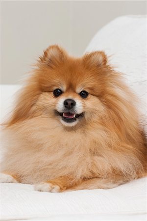 Portrait of Male Pomeranian Dog Lying Down, Studio Shot Stock Photo - Premium Royalty-Free, Code: 600-06701819