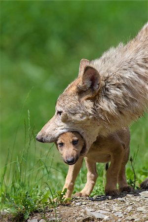 predator - Timber wolves (Canis lupus lycaon), adult with cub, Game Reserve, Bavaria, Germany Stock Photo - Premium Royalty-Free, Code: 600-06732530
