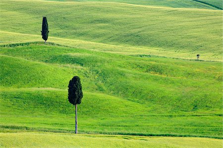 pienza - Cypress trees in green fields. Pienza, Siena Province, Val d´Orcia, Tuscany, Italy, Mediterranean Area. Stock Photo - Premium Royalty-Free, Code: 600-06732540