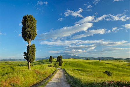 perspective building - Cypress trees along country road, through green fields. Pienza, Val d´Orcia, Siena Province, Tuscany, Italy. Stock Photo - Premium Royalty-Free, Code: 600-06732554