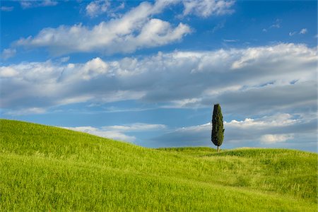 pienza - Cypress tree in green field. Pienza, Val d´Orcia, Tuscany, Italy. Foto de stock - Sin royalties Premium, Código: 600-06732556