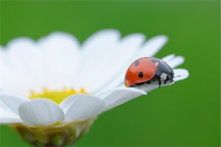 Seven Spot Ladybird (Coccinella septempunctata) on Leucanthemum (Leucanthemum vulgare) on green background. Bavaria, Germany. Foto de stock - Sin royalties Premium, Código: 600-06732567