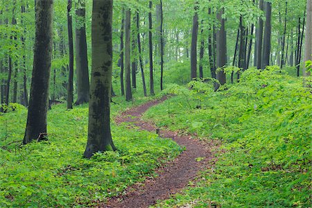 Footpath through spring beech forest with lush green foliage. Hainich National Park, Thuringia, Germany. Foto de stock - Sin royalties Premium, Código: 600-06732584